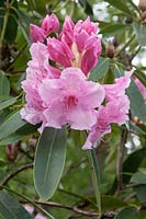 Rhododendron Pink Pearl 'George Hardy' x 'Broughtonii'