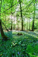 Woodland floor of Hyacinthoides non-scripta - bluebells, ferns in deciduous wood


