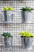 Closeup of miniature hostas growing in galvanised pots and display in a metal cage attached to wall

 and hung on house 
