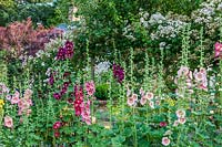 Alcea rosea - Hollyhocks at The Long House in Sussex