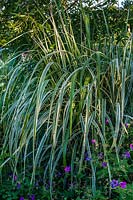 Arundo donax var. versicolor variegated giant reed