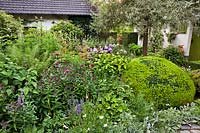Box topiary and Phlox in summer border, Dina Deferme garden, Belgium