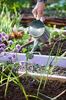 Watering recently planted garlic seedlings.