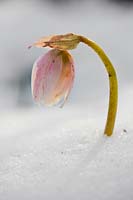Helleborus odorus growing through snow.