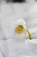 Helleborus odorus growing through the snow