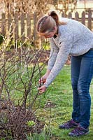 Woman pruning red currant bushes