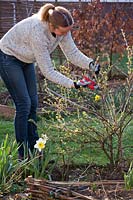 Woman pruning gooseberry bush