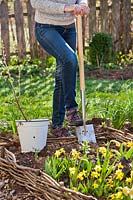 Digging a hole with a spade to plant a fruit bush Ribes nidigrolaria - 
jostaberry