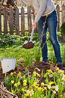 Using a spade to replace soil after planting fruit bush Ribes nidigrolaria - 
jostaberry