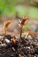 Emerging shoots of lovage - Levisticum officinale