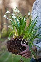 Moving a clump of Leucojum vernum - snowflakes - that are in flower