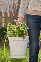 Carrying clump of flowering Leucojum - snowflake in a bucket