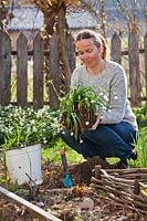 Woman holding a clump of flowering Leucojum vernum - snowflakes - prior to planting in a bed using a trowel