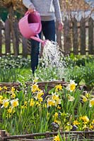 Watering a raised bed using a watering can with Narcissus - daffodils in the foreground