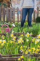 Woman in garden holding a trowel besides a bed of flowering Narcissus - daffodils