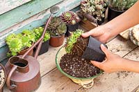 Planting a succulent, Sempervivum, into a planter made from a colander