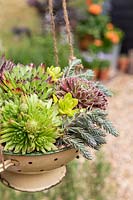 Close up detail of colander planted with mixed succulents hanging in yard setting