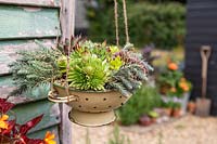 Colander planted with mixed succulents hanging in yard setting