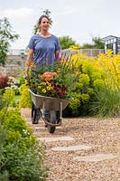 Woman moving wheelbarrow planted with colourful perennials