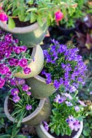 Campanula species planted in ceramic pot tower