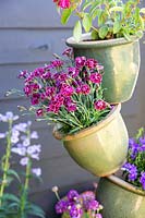 Dianthus species planted in pot tower