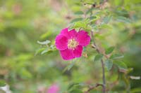 Deep pink and fragrant Rosa pendulina 'Harstad'.