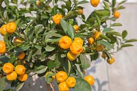 Potted Citrus reticulata- Tangerine, Malvern, Worcestershire.