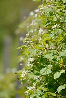 Rubus x loganobaccus, Loganberry, Wales, UK