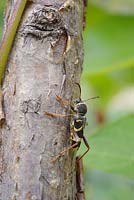 Clytus arietus, Wasp Beetle on Hazel beanpole, deadwood habitat, Wales, UK.