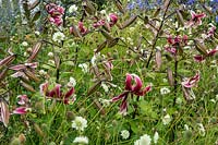 Lilium 'Black Beauty' - Orienpet lily with Scabiosa caucasica var. alba. Northumberland, UK.