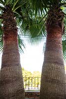 Livistona chinensis. Palms on village terrace. Andalucia, Spain.