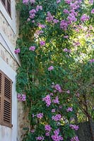 Podranea ricasoliana growing on house wall.  Mallorca, Spain.
