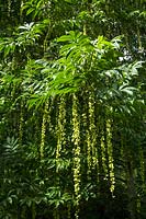 Pterocarya Fraxinifolia - Caucasian Wingnut