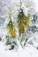 Yucca elephantipes and Agave americana 'Mediovariegata' in snow. La Huerta, Juzcar, Andalucia.