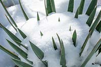 Yucca rostrata under a blanket of protective snow. 