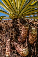 Yucca tuberous root system