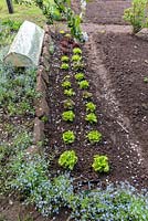 Lactuca sativa - Lettuce 'Batavia' in organic garden
