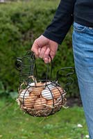 Girl carrying a basket full of chicken eggs in a garden