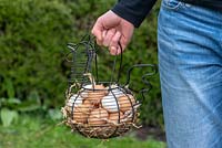 Girl carrying a basket full of chicken eggs in a garden