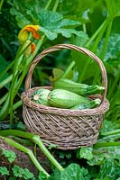 Wicker basket of harvested Cucurbita pepo - courgette, zucchini 