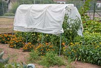 Small greenhouse for tomatoes in a garden