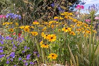 Rudbeckia and Agapanthus in bloom in perennial border. 