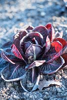 Cichorium intybus 'Rossa di treviso' - red Italian chicory growing in a garden in Winter covered with frost