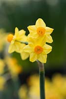 Narcissi 'Grand Soleil D'Or' - daffodil 
