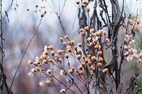 Vernonia baldwinii - western ironweed