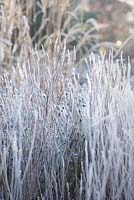 Sanguisorba 'Blackthorn' covered with frost in winter
