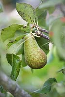 Pyrus communis 'Conference' - pear 