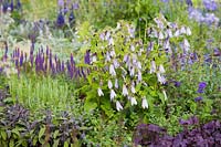 Summer flowerbed with Campanula 'Iridescent Bells', purple Heuchera and Salvia officinalis 'Purpurascens'