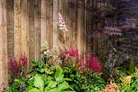 Summer flowerbed with red, white and pink Astilbe. 