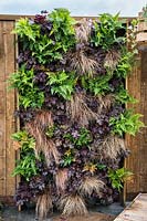 Vertical wall garden with ferns, purple leave heuchera and Carex. 